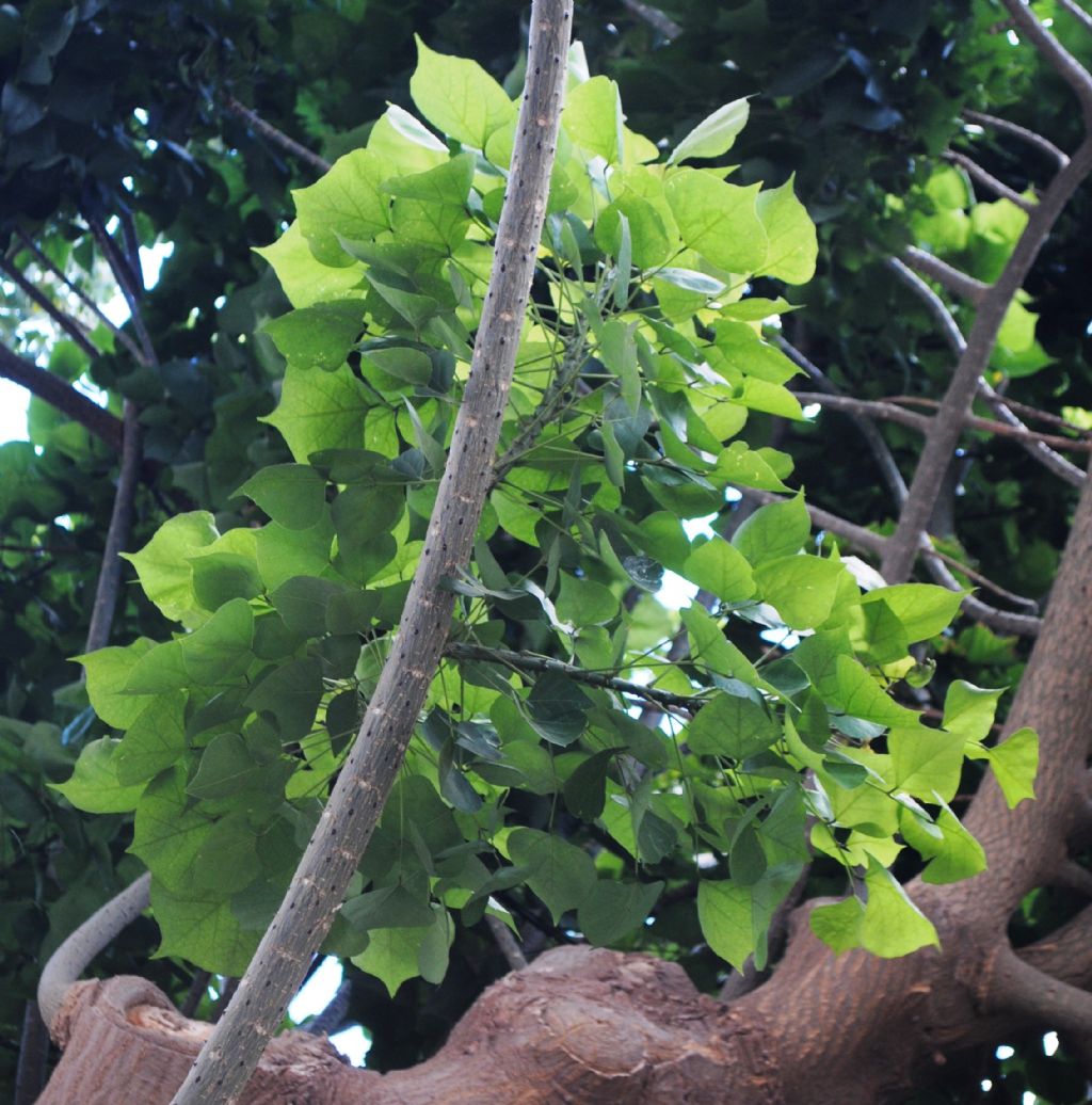 Albero a Mazara del Vallo: Erythrina cfr. caffra